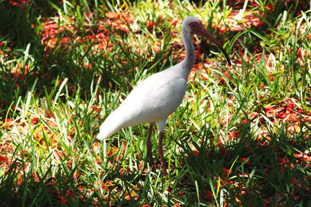 A white ibisの写真素材