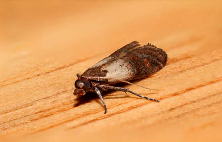 Plodia interpunctella - Indian Meal Moth, food moth pestの写真素材