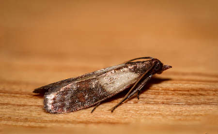 Plodia interpunctella - Indian Meal Moth, food moth pestの写真素材