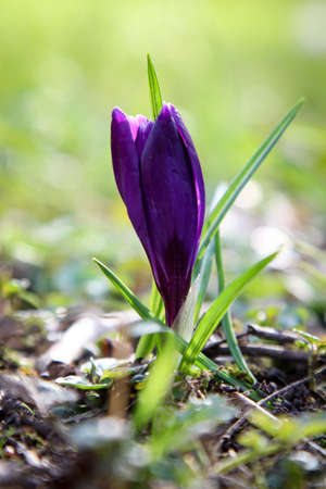 Crocuses on the sunny meadow, natureの写真素材