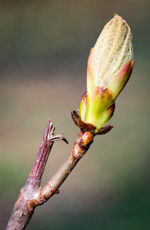Young shoots in trees, nature, spring
