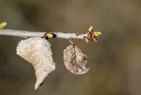 Young shoots in trees, nature, springの写真素材