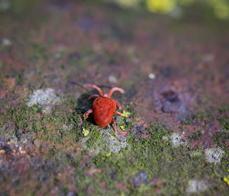 Ticks larvae, ticks, wood bucks, ectoparasites, ectの写真素材