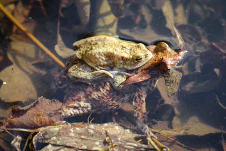 Toads before the hike, nature, animalsの写真素材
