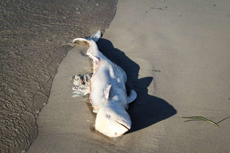 Environmental pollution, deadly washed porpoiseの写真素材