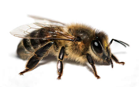 Macro of a bee, insect, nature, animal, macroの写真素材