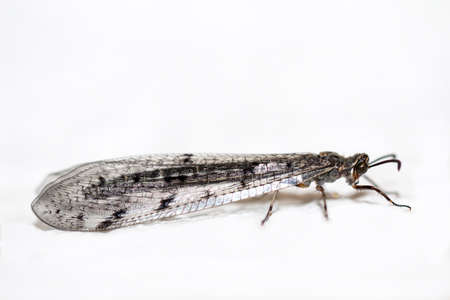dragonfly, nature, insects