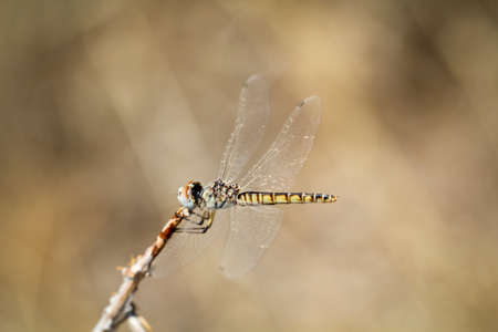 dragonfly, nature, insectsの写真素材