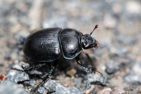 beetle (Chrysomela varians) is a wood-breed beetleの写真素材