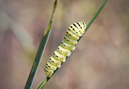 caterpillar of a swallowtailの写真素材