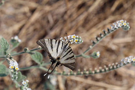This is an Apo swallowtail butterfly in the natureの写真素材