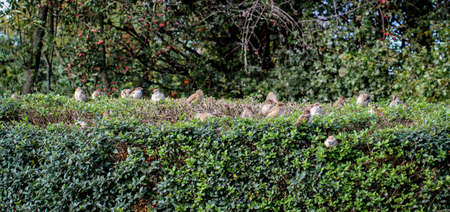 Sparrows sitting in a hedgeの写真素材