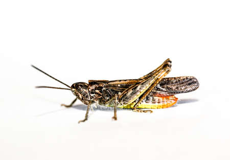 grashopper on white backgroundの写真素材