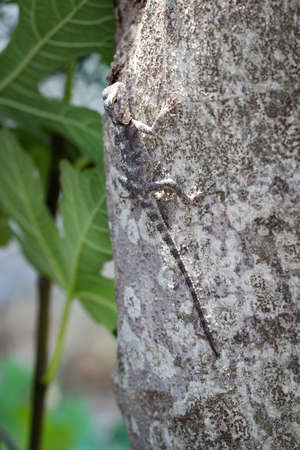 a lizard or agame on tree trunkの写真素材