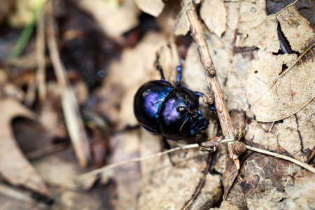 beetle (Chrysomela varians) is a wood-breed beetleの写真素材