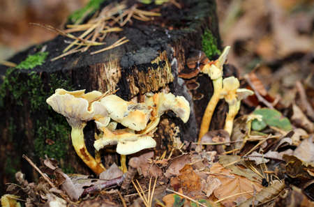 Mushrooms at forest floorの写真素材