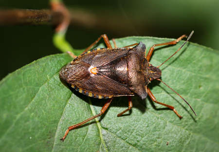 Bug on a leafの写真素材
