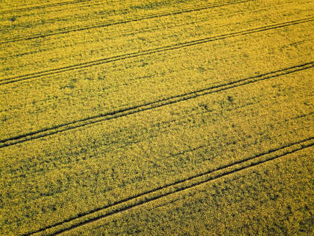 This is a rape field in full bloomの写真素材