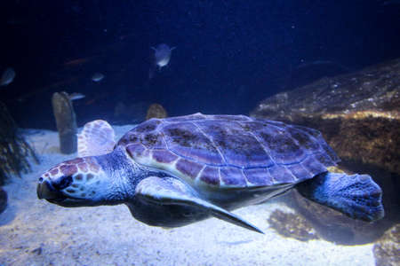big sea turtle swimming in the waterの写真素材