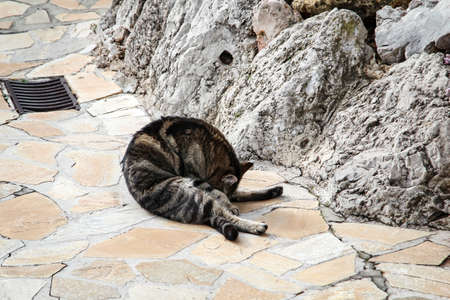 a cat relaxing on warm stonesの写真素材