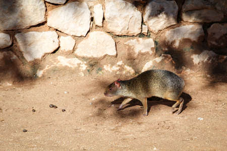 Small animal with brown fur in the sun