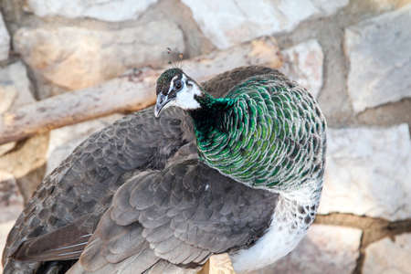 a peacock sitting on a bretの写真素材