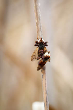 flies or insects on a reedの写真素材