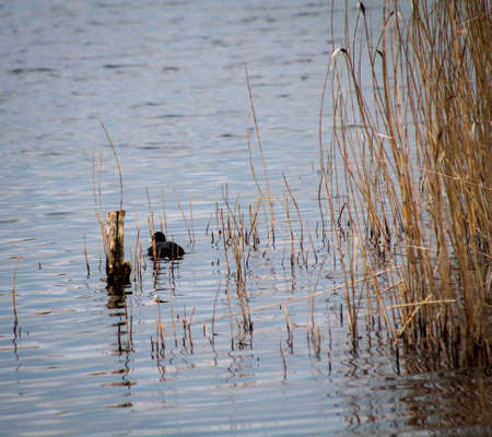 this is a pond with reeds and cootの写真素材