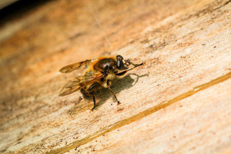 that is a bee on wood