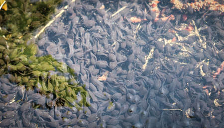 tadpole, a frog in spring timeの写真素材