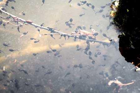 tadpole, a frog in spring timeの写真素材