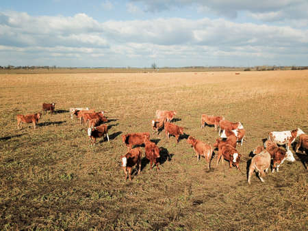 Cows or cattle in the pastureの写真素材