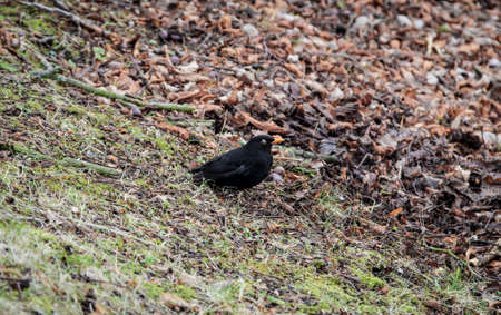 Blackbird on the groundの写真素材