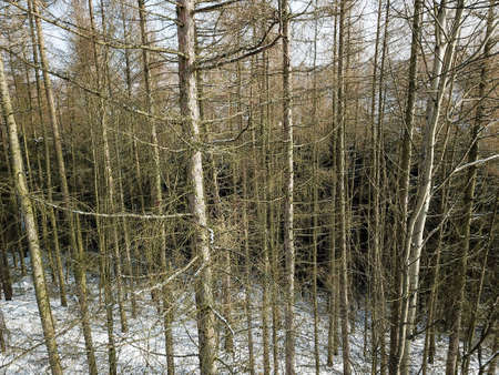 Trees from aboveの写真素材