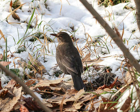 Blackbird on the groundの写真素材