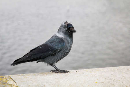 Jackdaw on a wallの写真素材