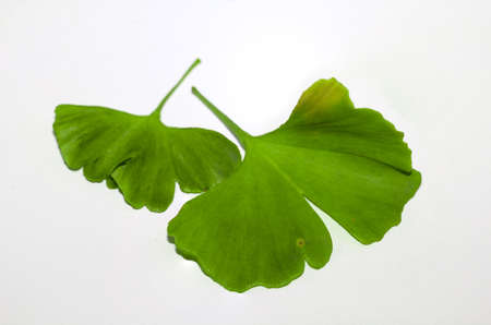 Gingko leaf on white backgroundの写真素材