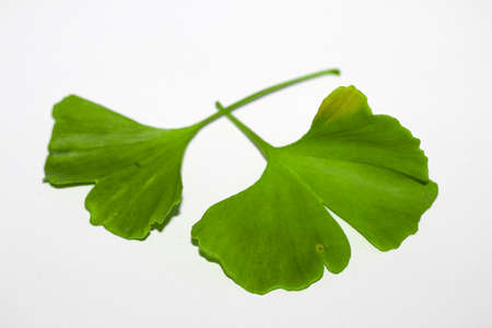 Gingko leaf on white backgroundの写真素材