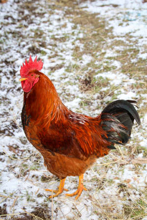 chickens in welfareの写真素材