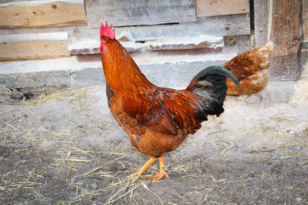 chickens in welfareの写真素材