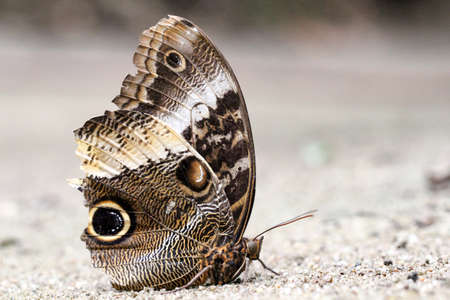 Caligo atreus, Blue banana butterfly, Costa Ricaの写真素材