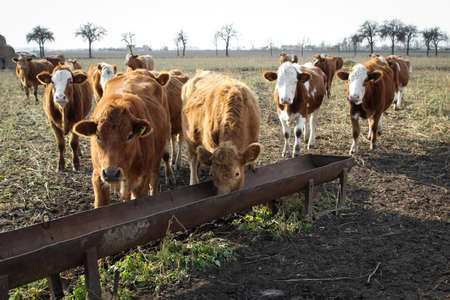Cows or cattle in the pastureの写真素材