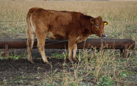 Cows or cattle in the pastureの写真素材