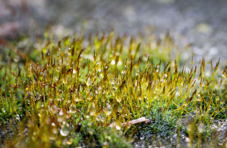 that's growing on a stoneの写真素材