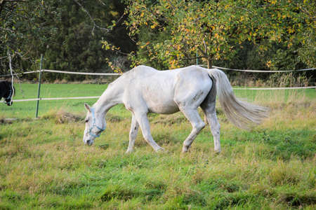 Horse on the paddock or in the gateの写真素材