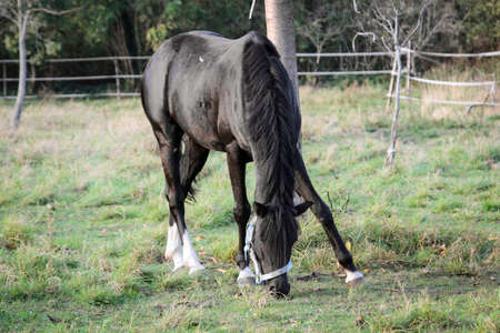 Horse on the paddock or in the gateの写真素材