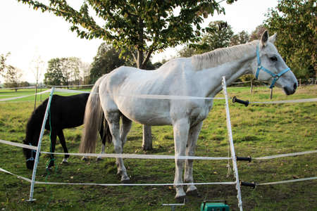 Horse on the paddock or in the gateの写真素材