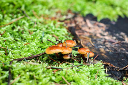 Mushrooms in the forestの写真素材