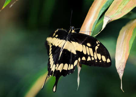 Brazilian swallowtail, butterflyの写真素材