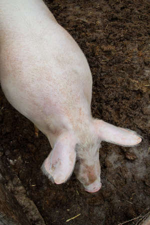 pigs in a species-appropriate attitudeの写真素材